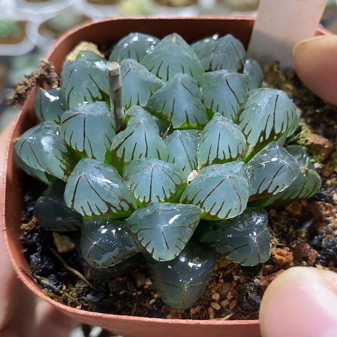 185泰坦哈哈哈哈哈哈