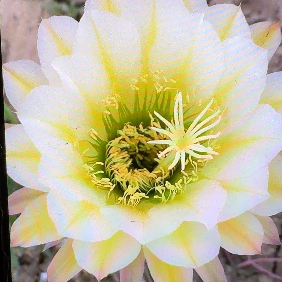 六月五侧芽5公分毛花柱