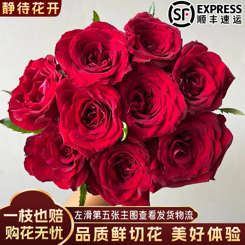 【静待花开】红宾利-A级单头玫瑰 昆明斗南鲜花基地直发顺丰次日达