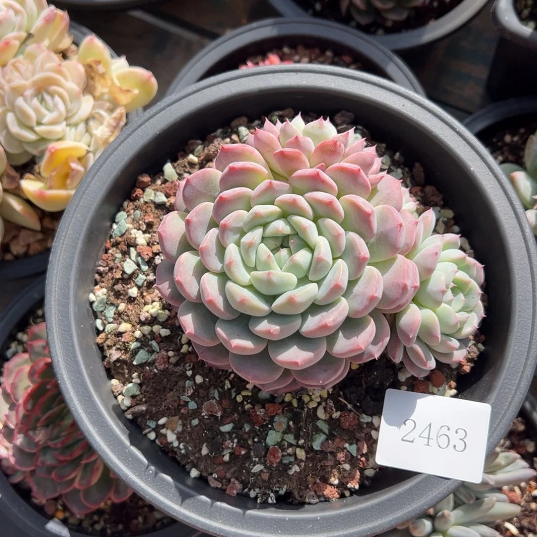 王*九2463肉肉肉肉肉肉