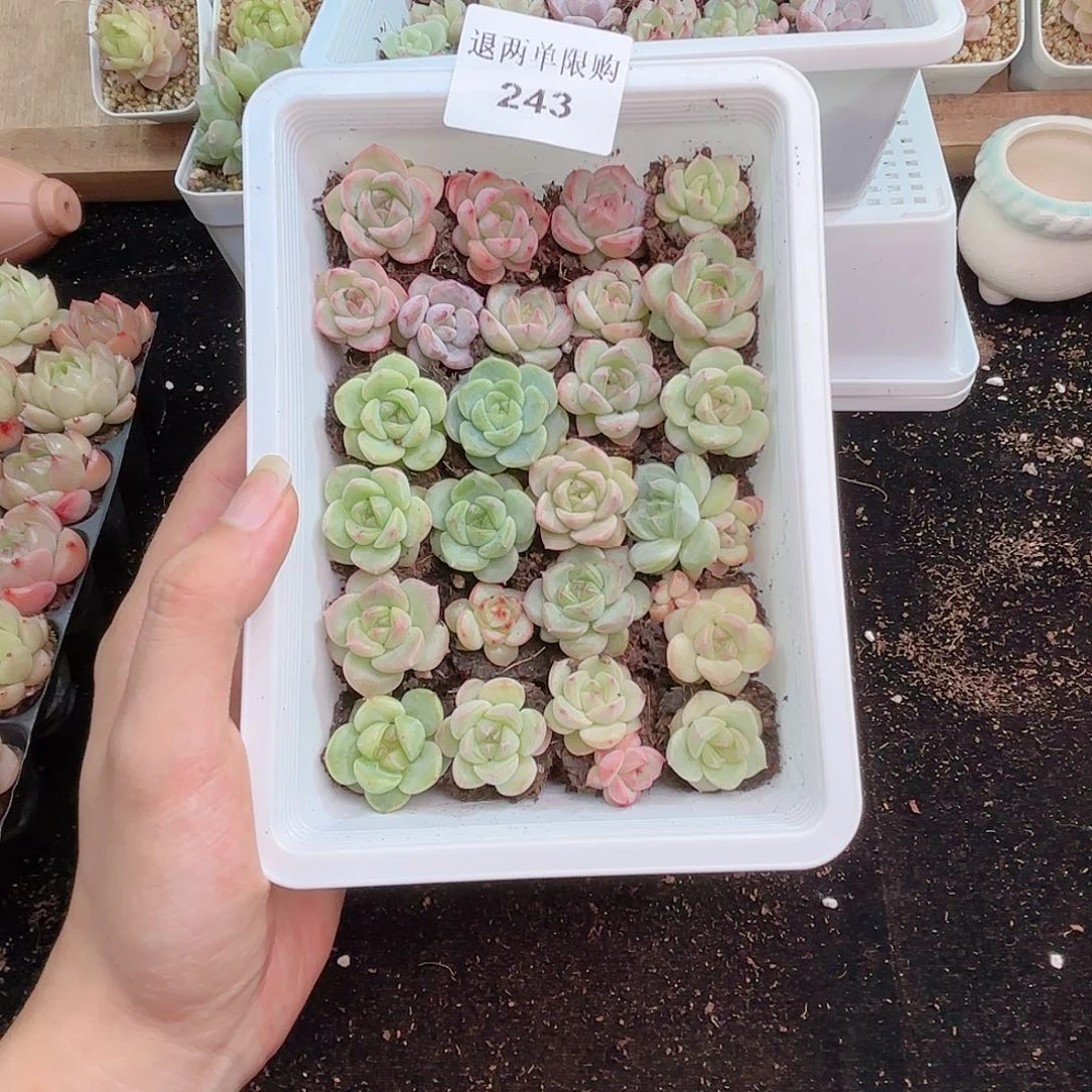 君*243 新疆西藏内蒙不发货