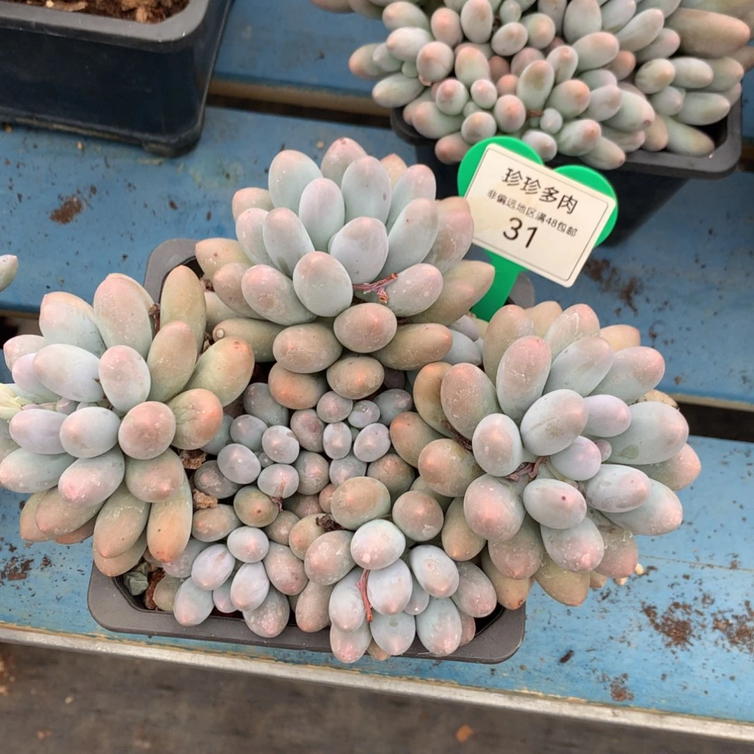 大叶汤圆无砍一物一拍