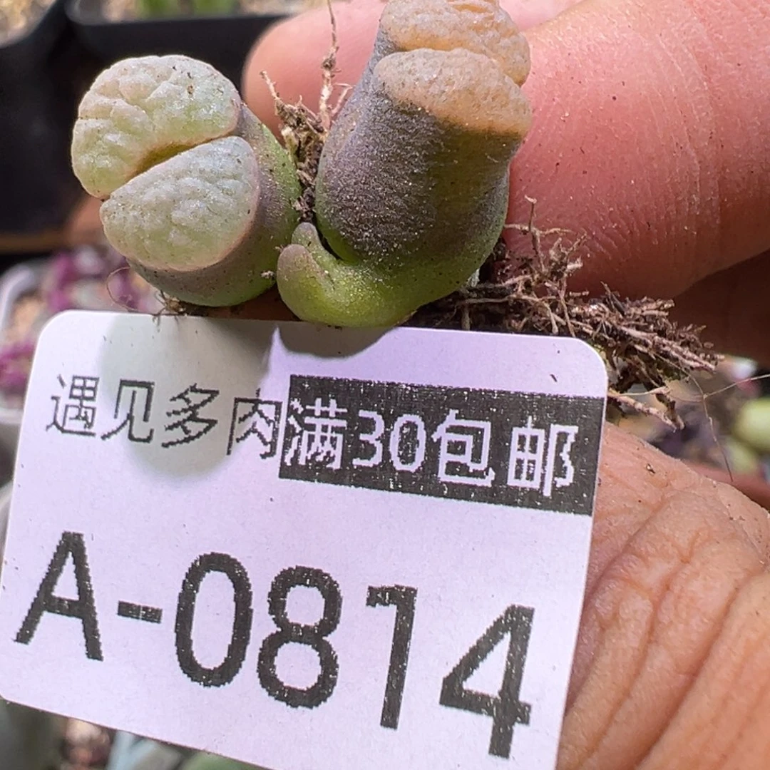 多肉植物111111111111