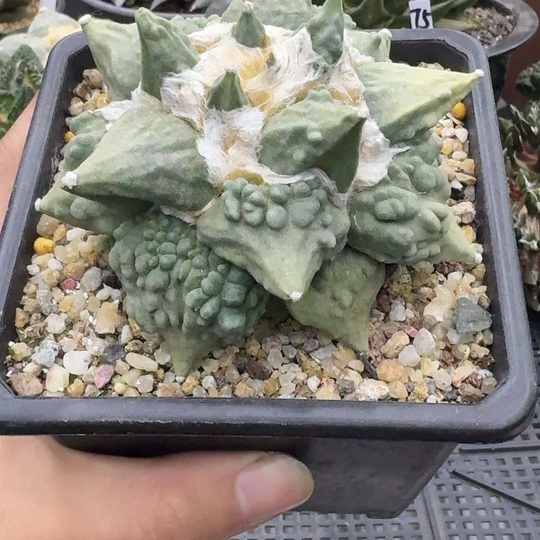 自根怒涛牡丹仙人球