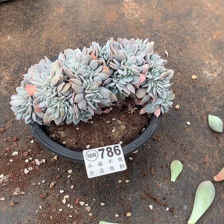 白茶缀化 瑕疵 非偏远38包邮 节后发