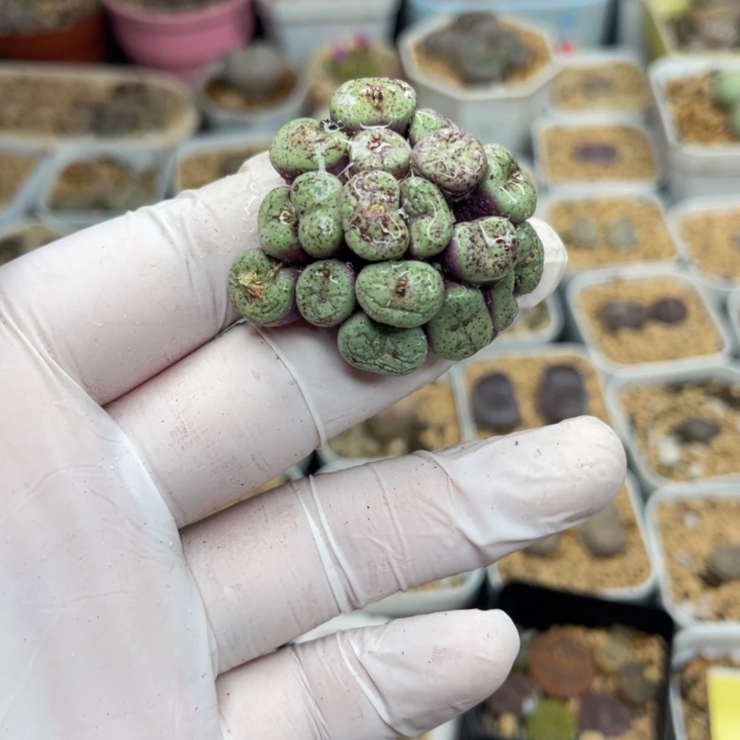 多肉植物一物一拍23