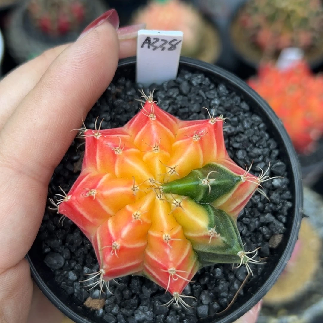 A338实生米哈锦，带盆土发货