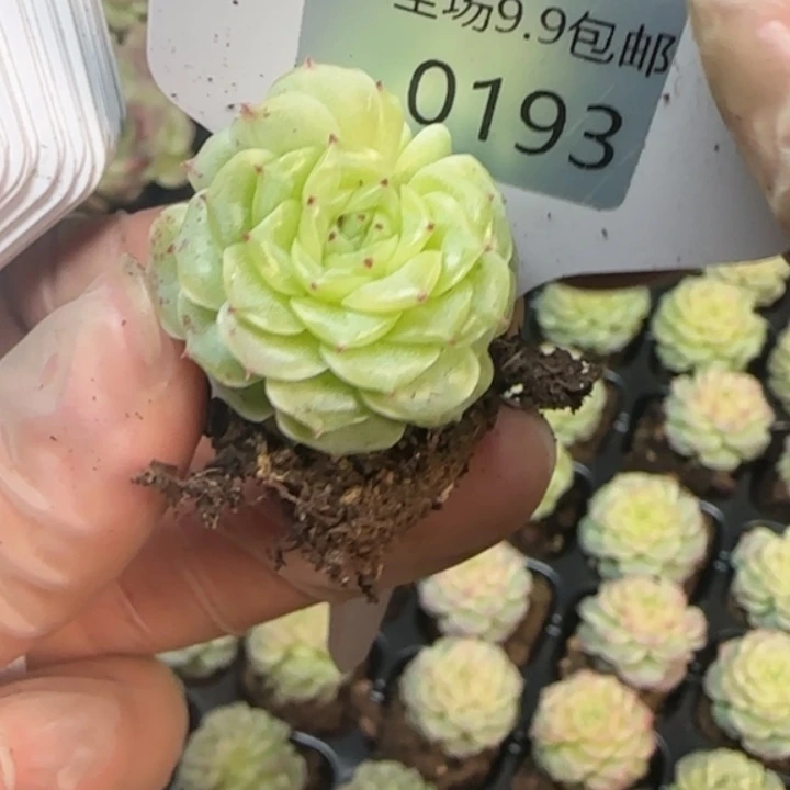 193       冰川