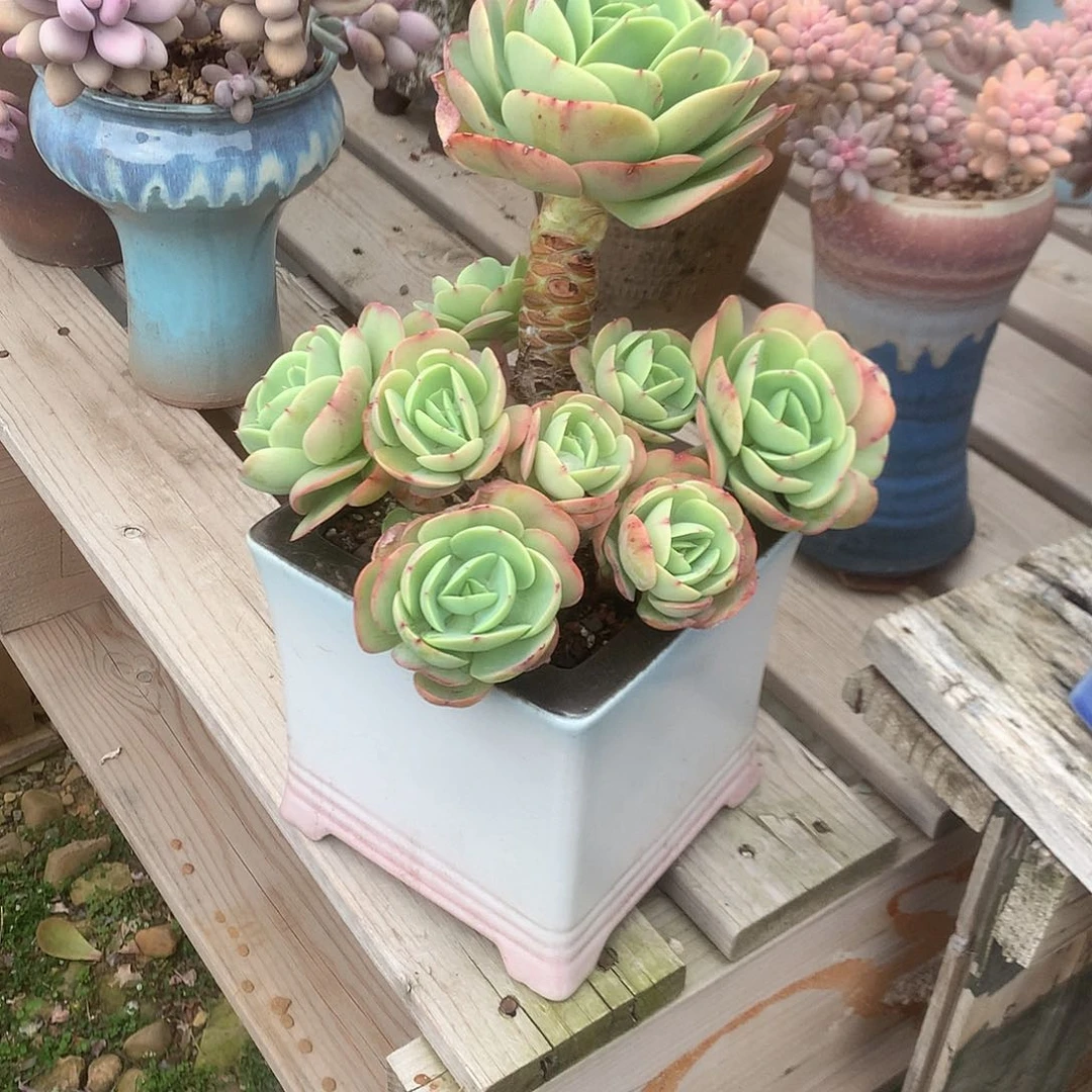 阿*舍碧桃多肉植物脱土