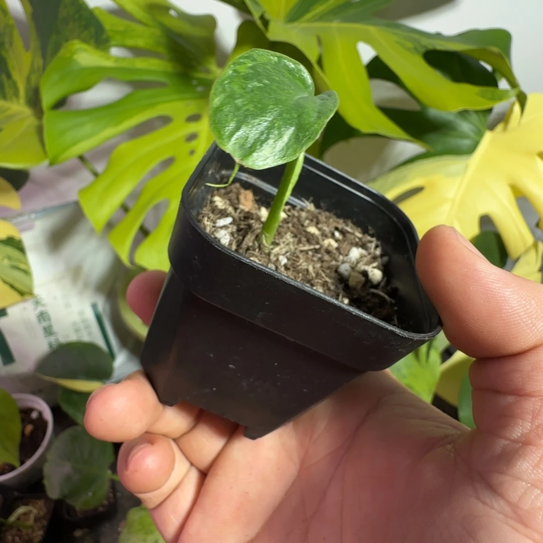 太***生完全开放龟背竹种子苗