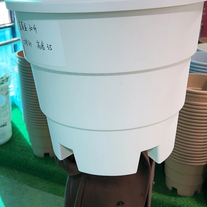正品蓝莓盆口41高35白色无托3只
