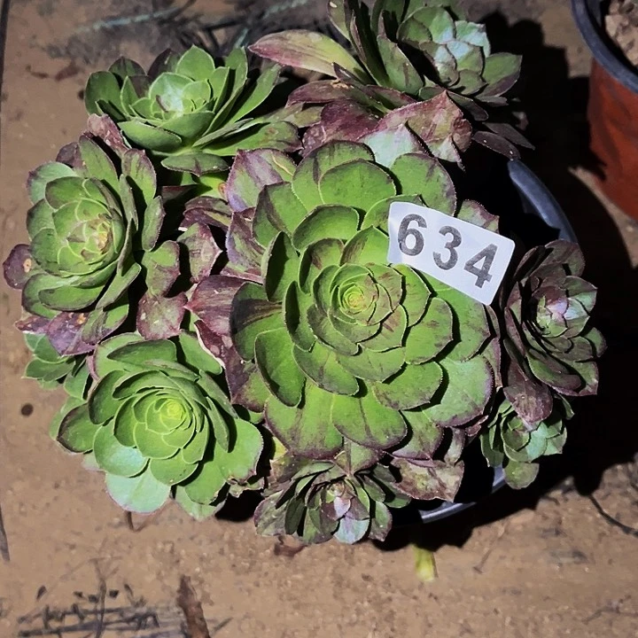 634花月夜多肉植物处理不售后