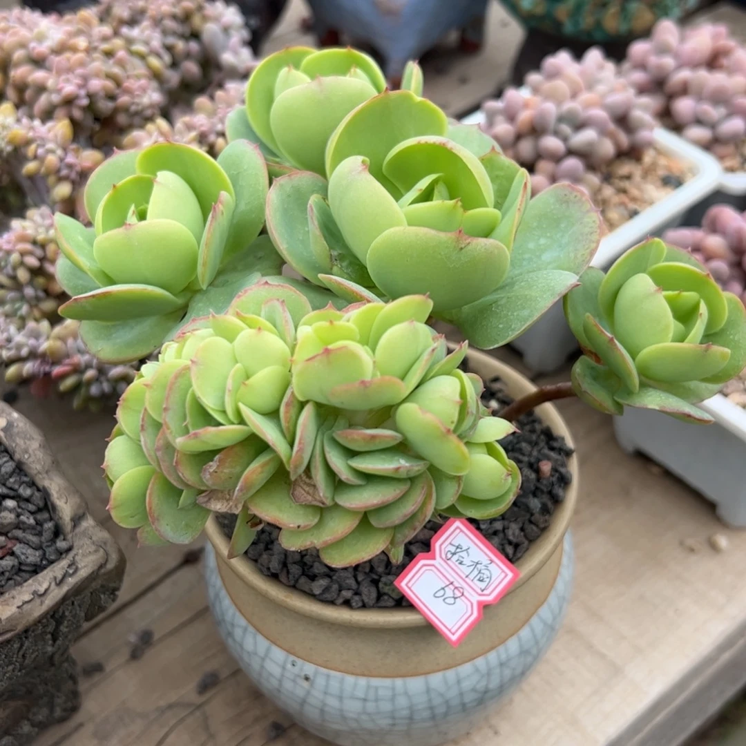 多肉植物多肉植物