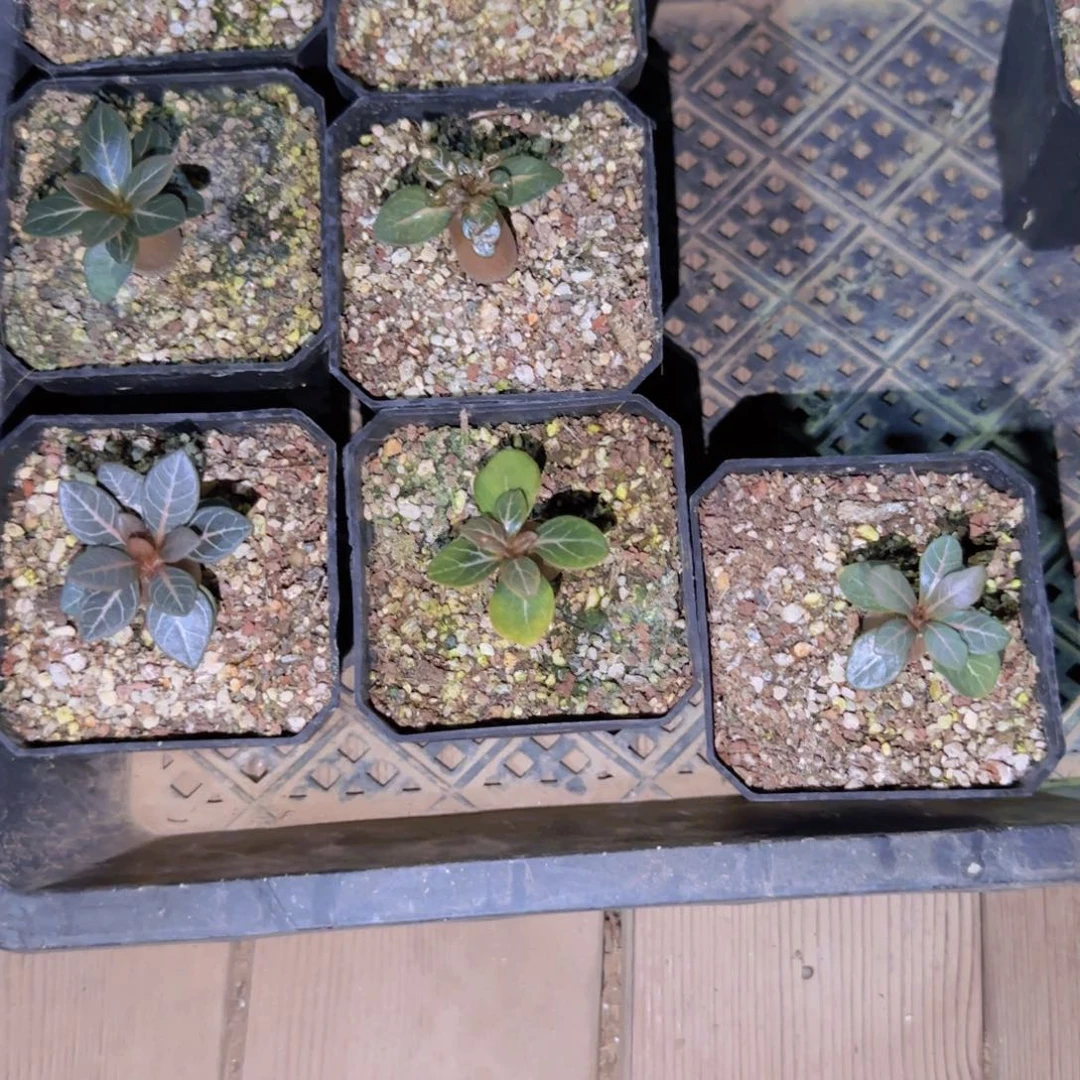 块根植物块根植物块根