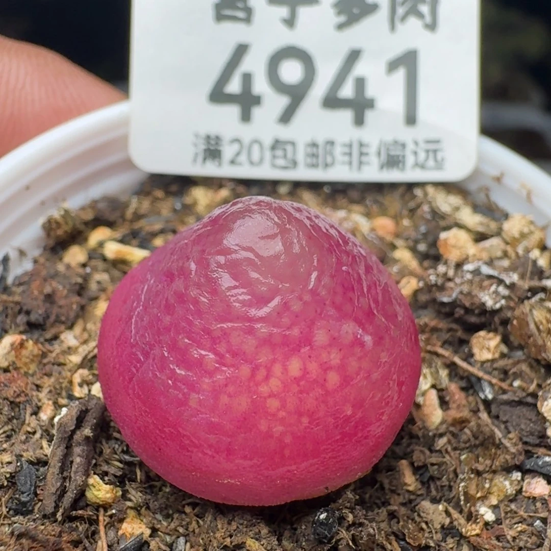 灯泡1.9➕带盆土