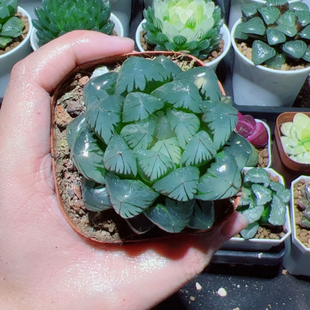 【闪购商品】指定水晶玉露