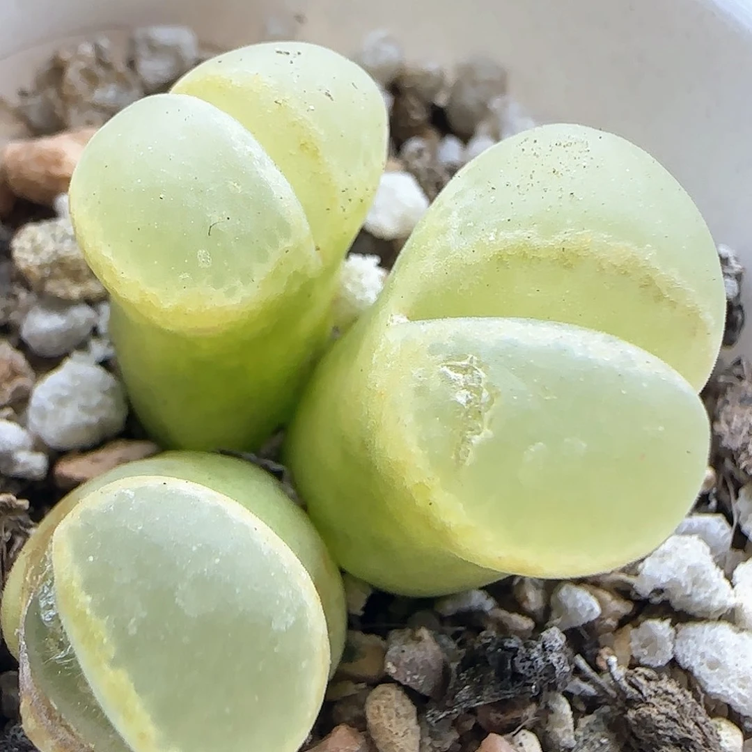 脱土年后发货23967