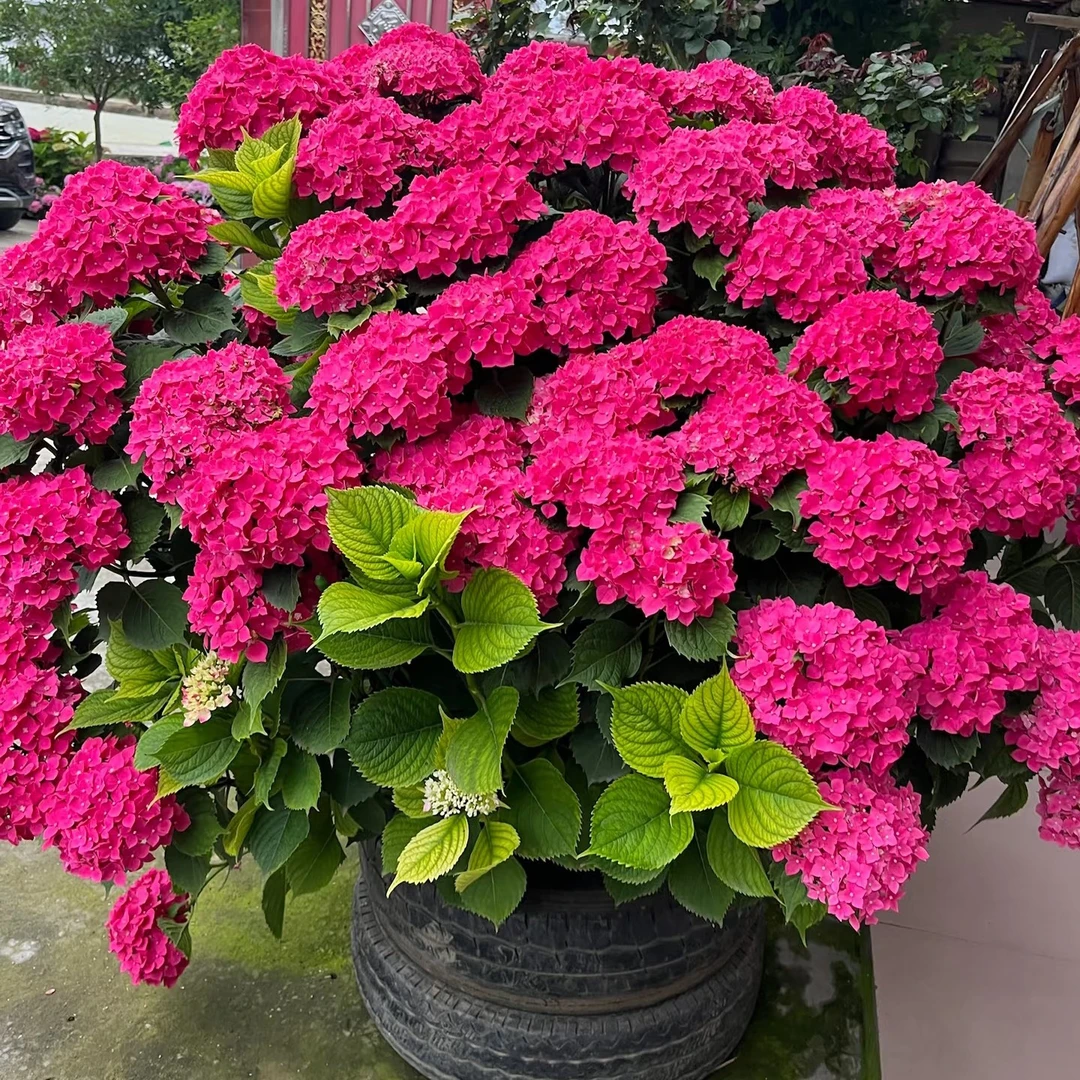 《精品玫红妈妈》绣球超大冠幅露天青苗反季节发货别墅