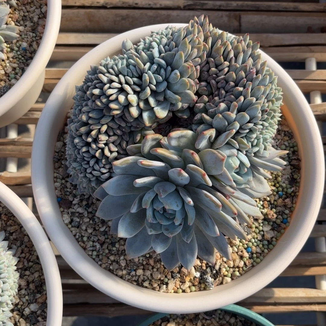 叶插橙梦露缀化，库存2000盆。