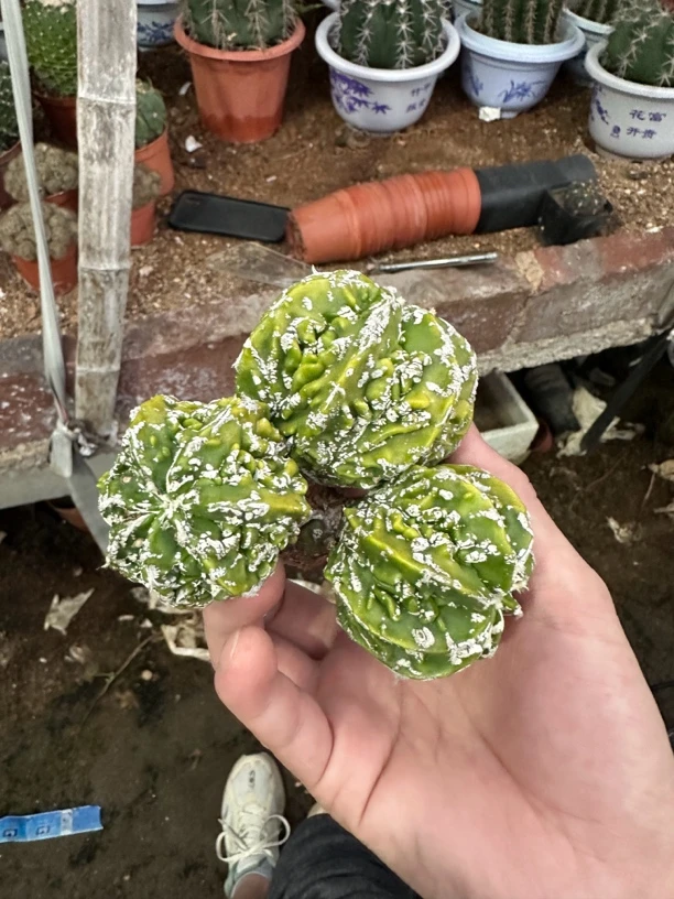 仙人球直播综合链多头核桃