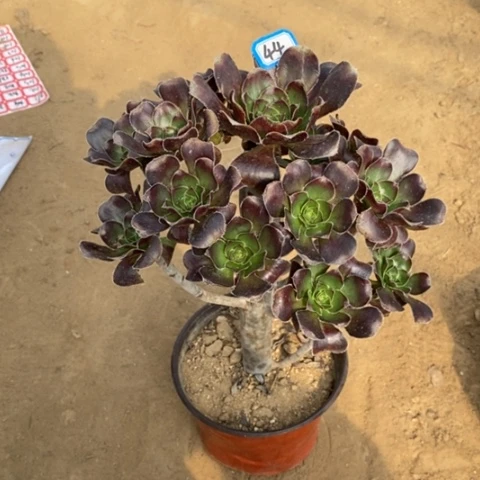 酒杯圆叶一物一拍