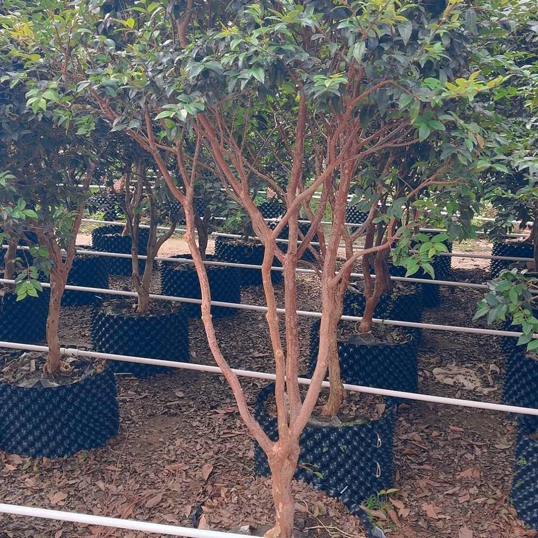 无花朵一物一拍，沙巴