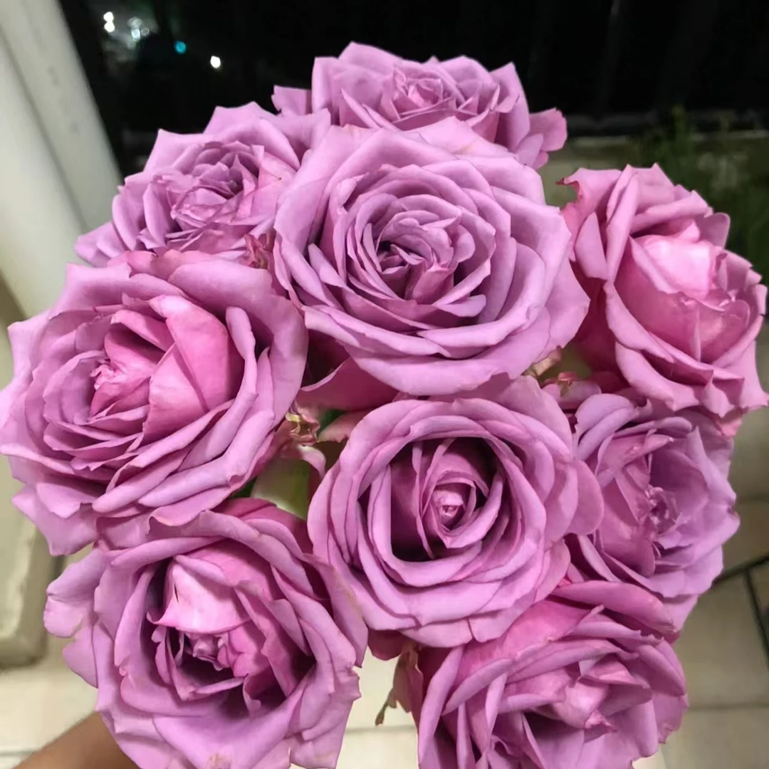 A3【紫玫瑰 风铃 洋桔梗 非洲菊】|家庭养护鲜切花 云南基地直发