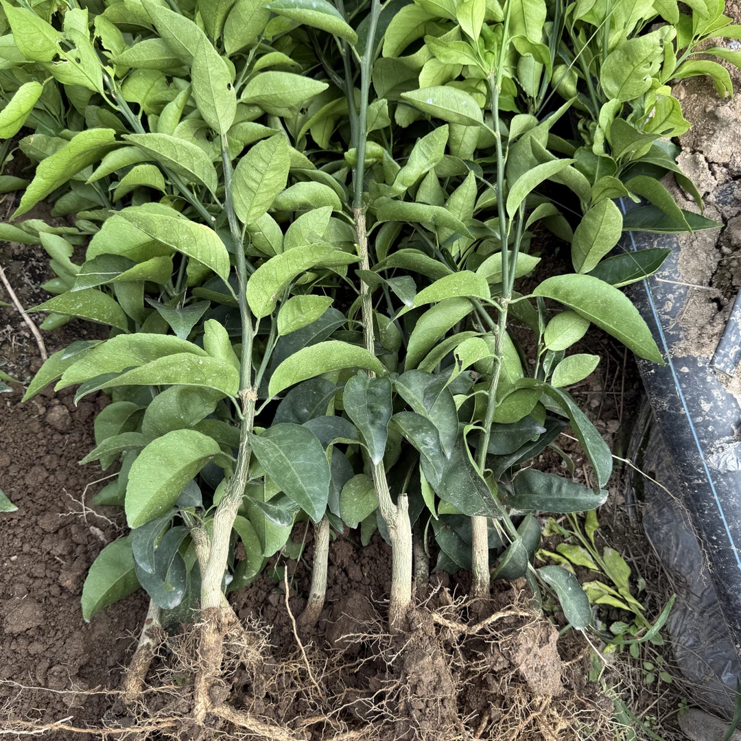 东洋之光一年裸根苗品种纯正带泥浆发货晚熟红色大果新品种天门冬