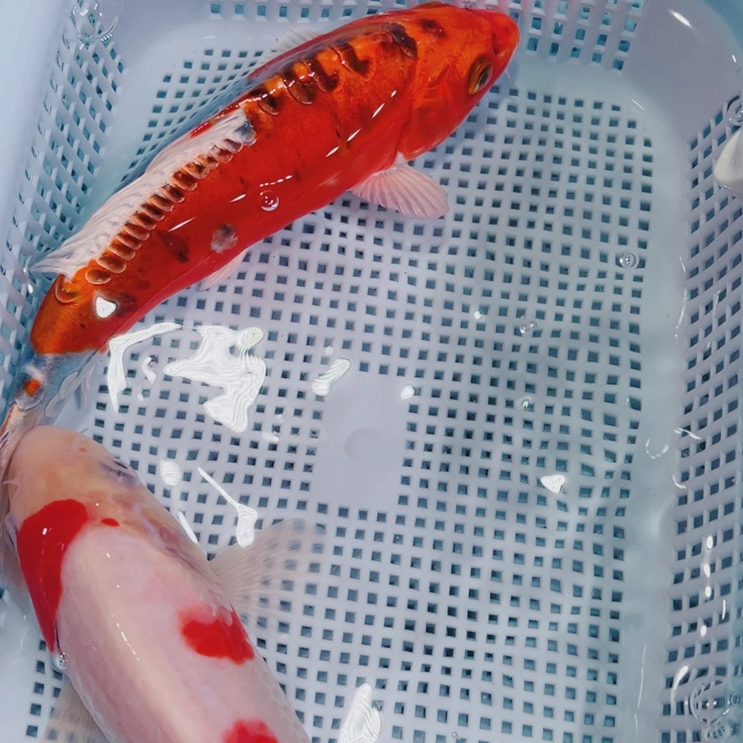 锦鲤锦鲤冷水观赏鱼147