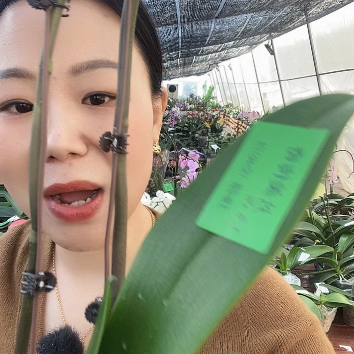 无花朵方美传奇蝴蝶兰