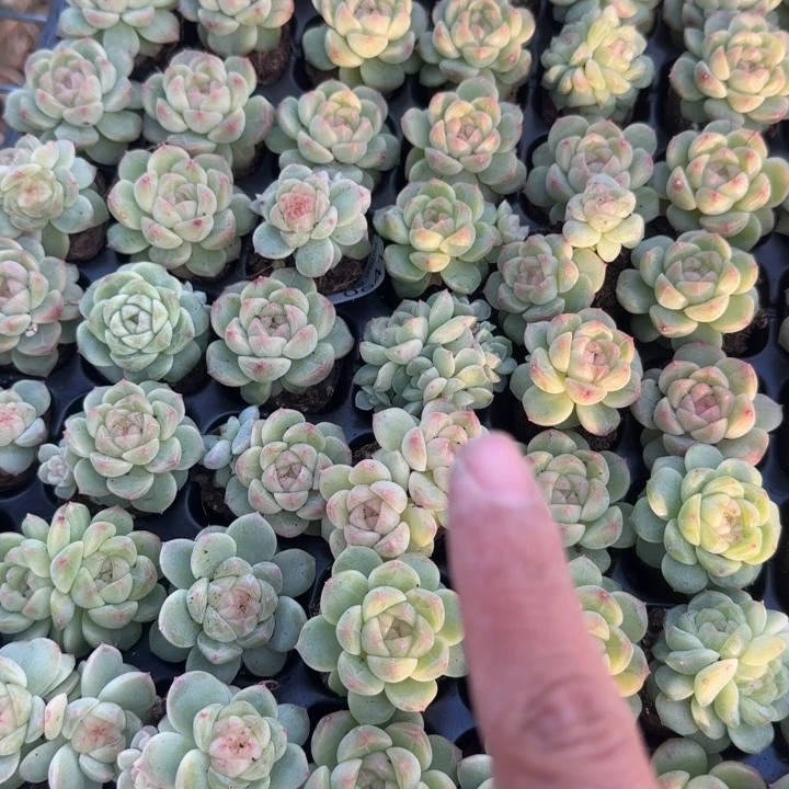 新品优选扶摇加库存