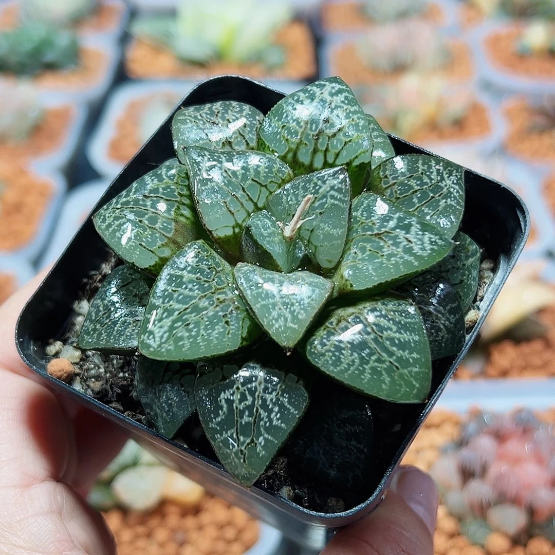 十二卷多肉瞳克1