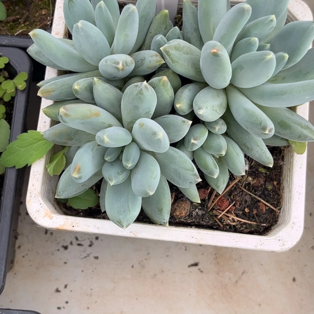 美人系多肉植物957