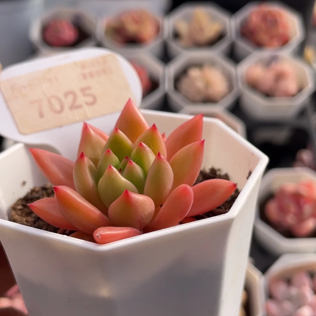 红酒7025-5.0厘米