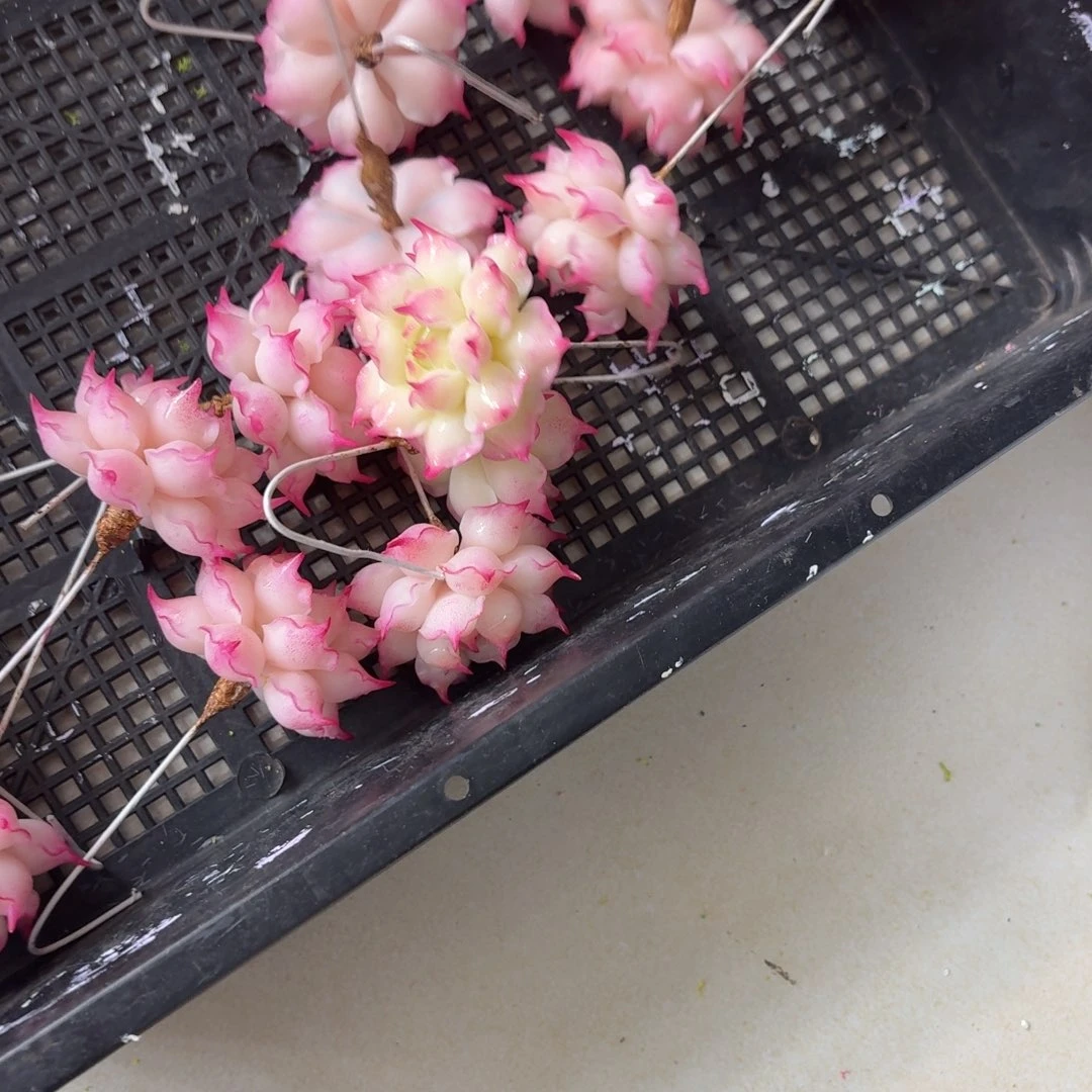 树脂制品21号噢噢噢哦哦