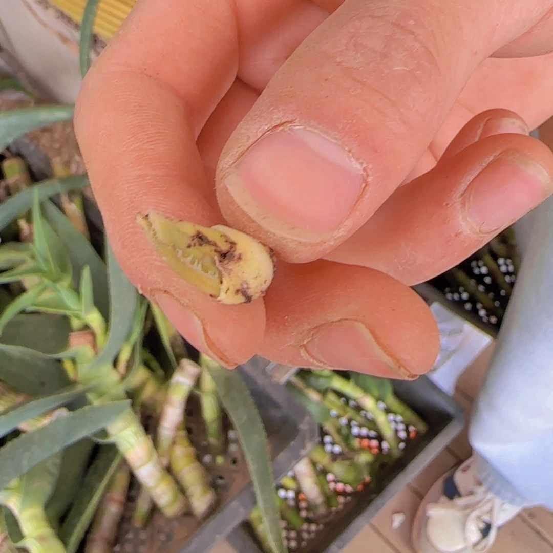 用****字块根植物块根植物