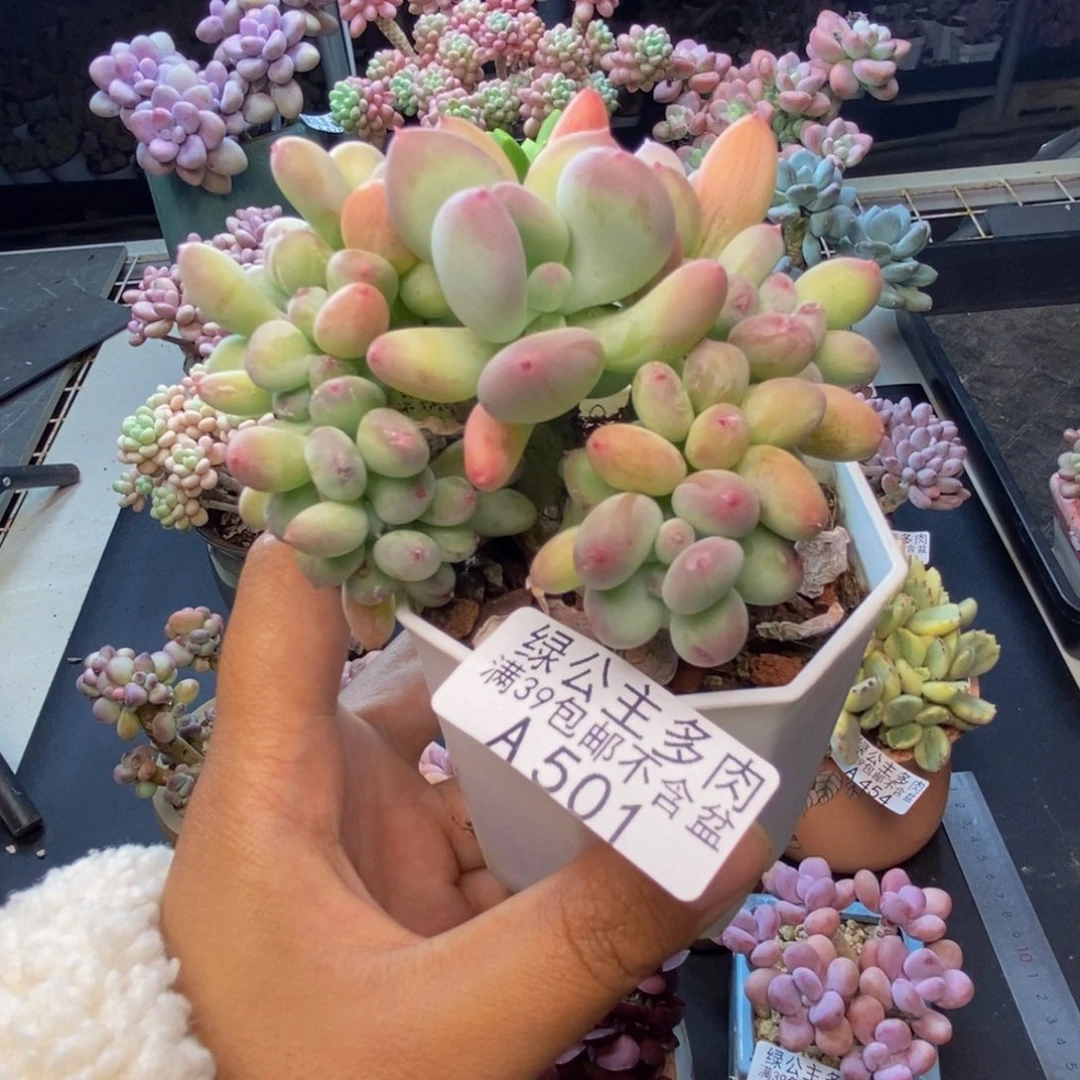 501苹果奶四代缀7c m