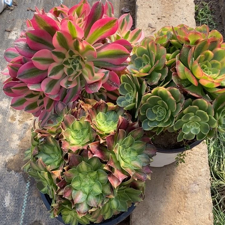 177奶白，粉女巫，韶华多肉