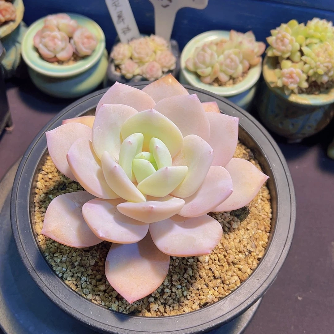 ?***?奶茶，多肉植物，