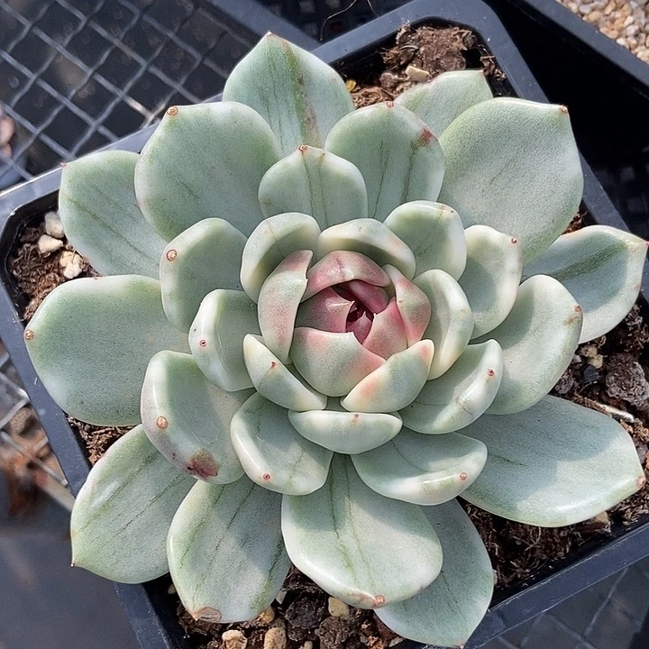 黑玫瑰锦多肉植物的