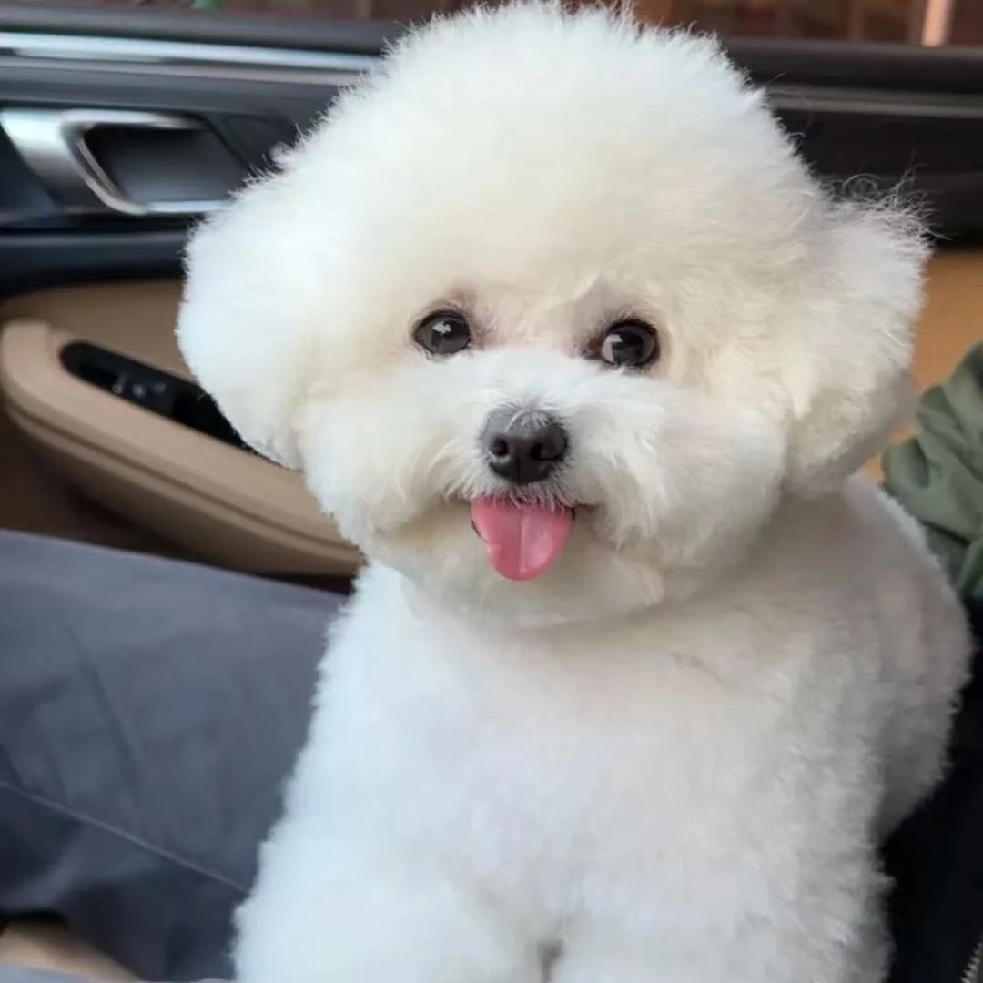 【萌宠之家】活体狗狗具体下单直播间讲解为准线上成交