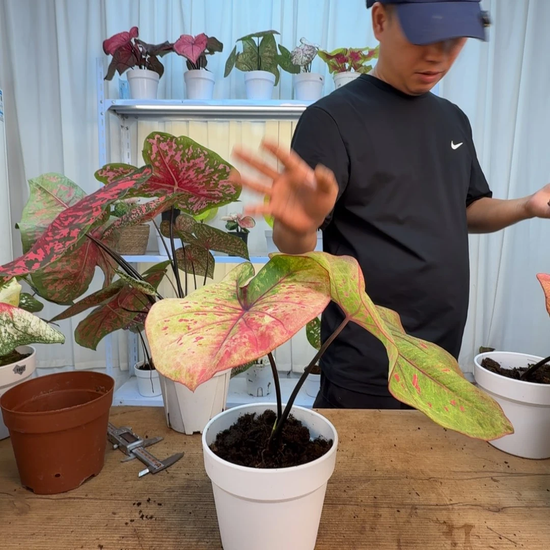 拾***.无花朵丹霞    5级福利   1749