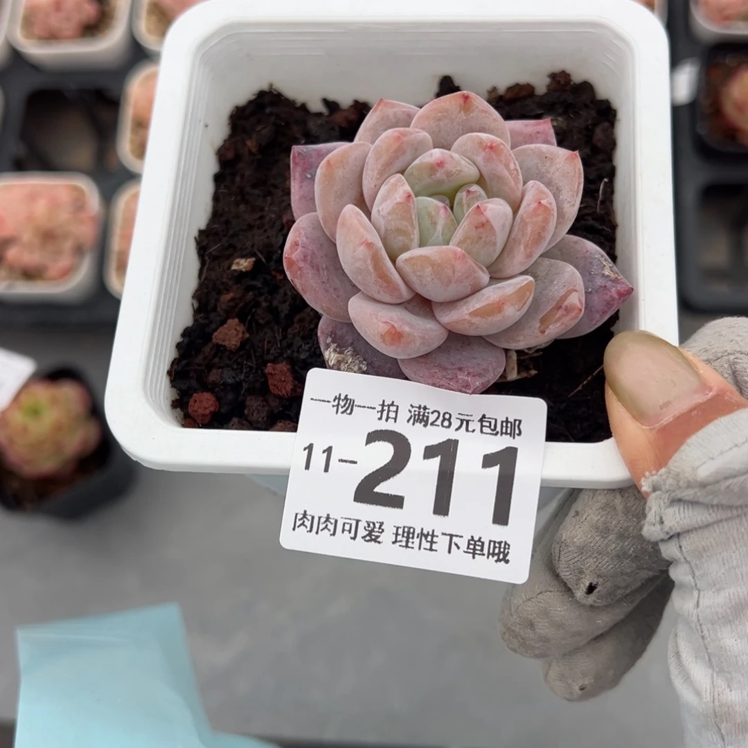 橙梦露有晒斑多肉多肉多肉多肉