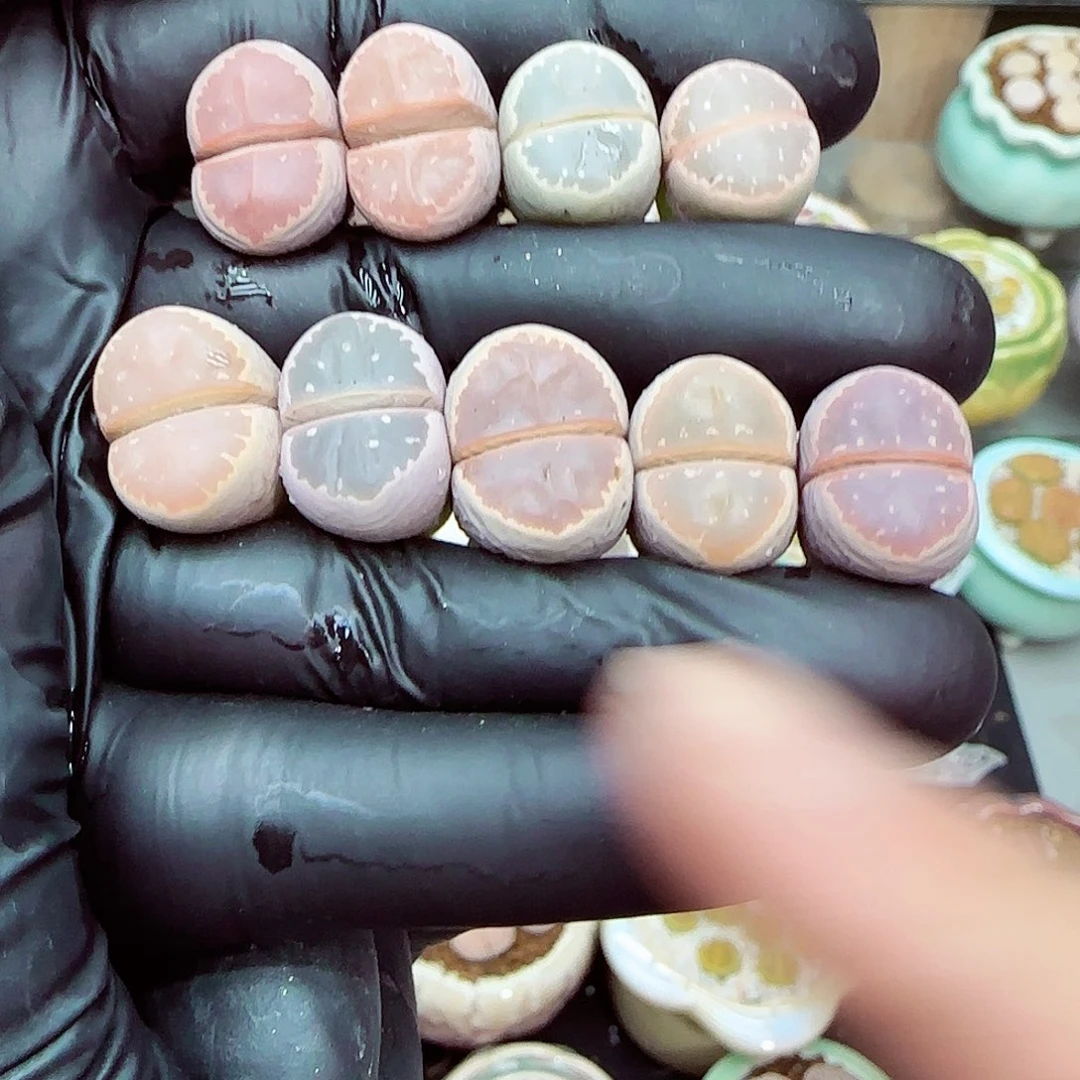 生石花满18包邮1213-141