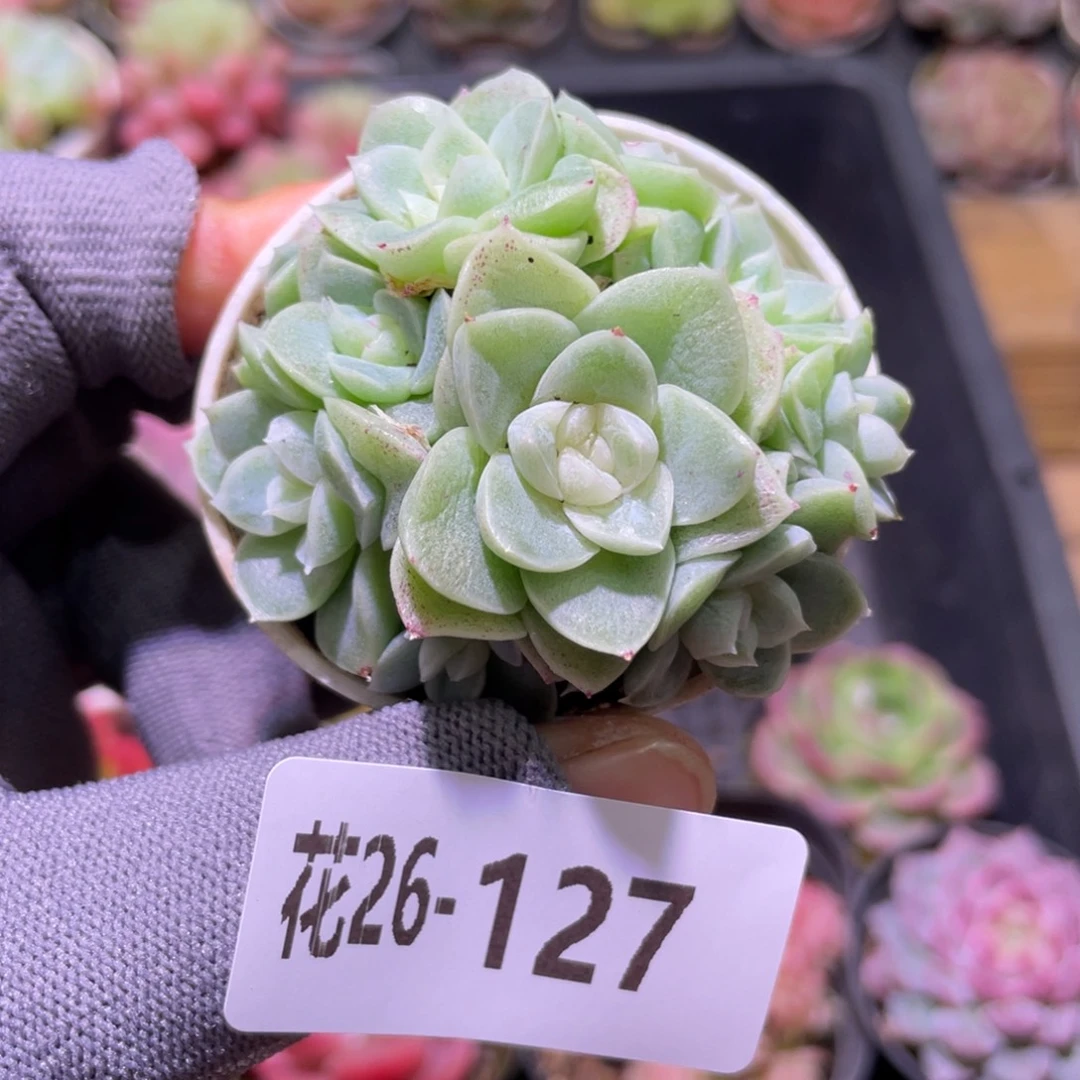 花利美26-127新品珍妮