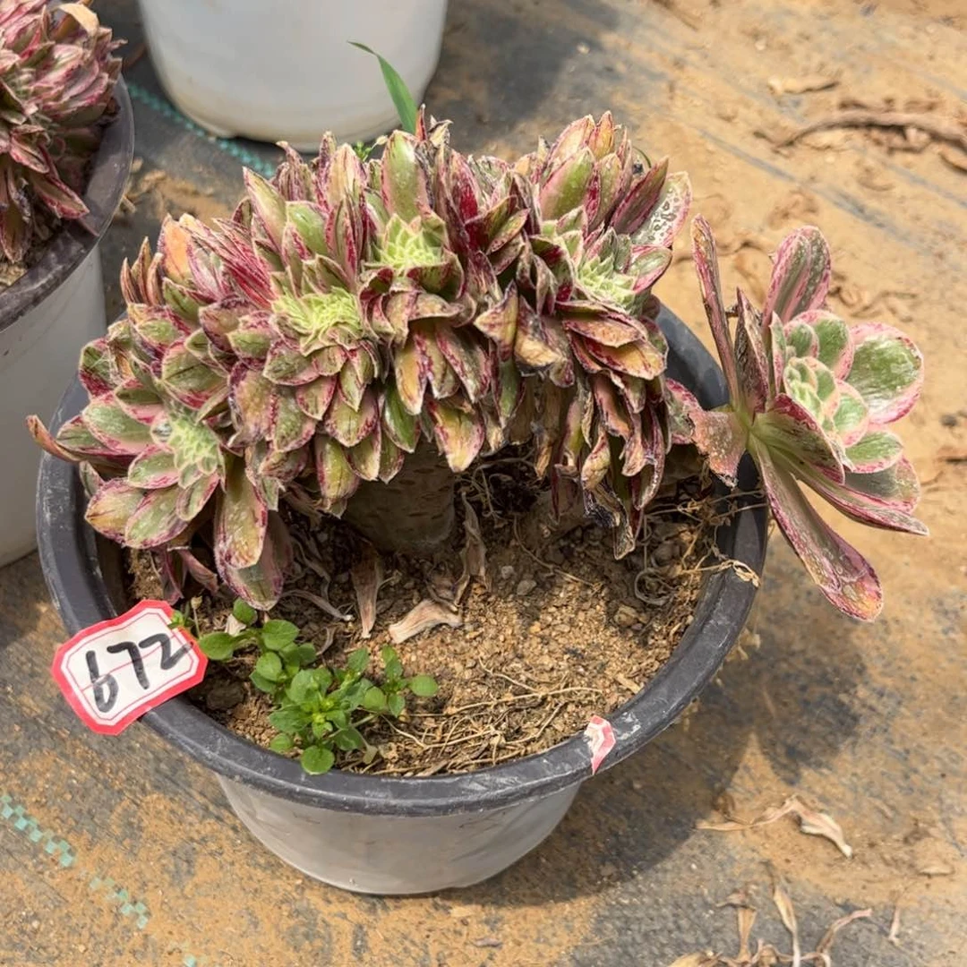 672多肉植物V锦锦缀化