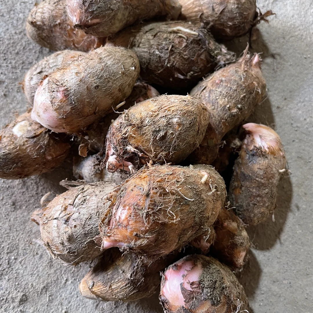 【现挖现发】新鲜红芽芋应季芋头小芋头软糯可口蔬菜芋头坏果包赔
