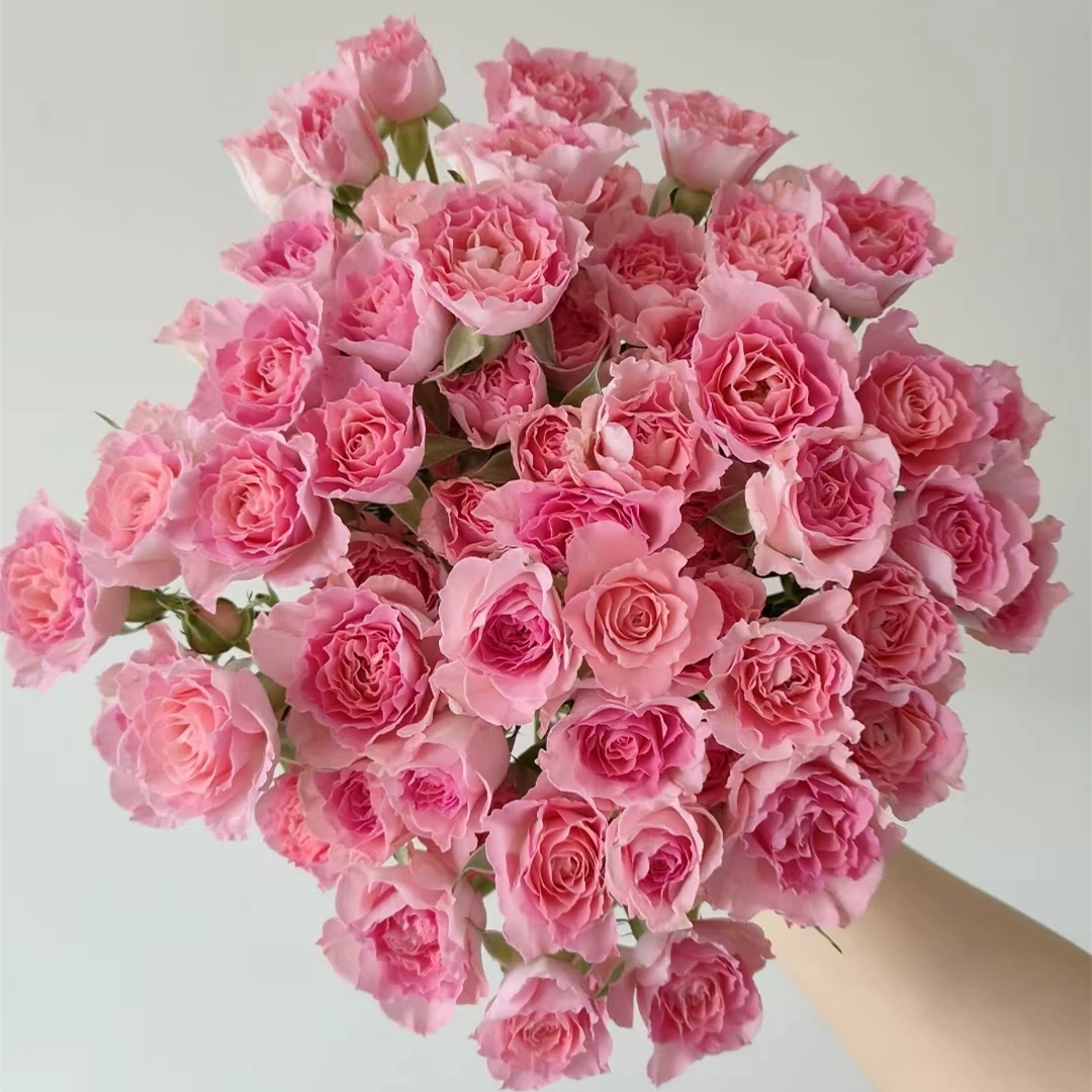 高雅爱人多头玫瑰 十支装 【零度以下不拍保温棉不售后】