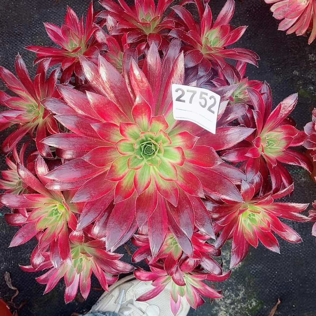 红陶2752孔雀锦4多肉