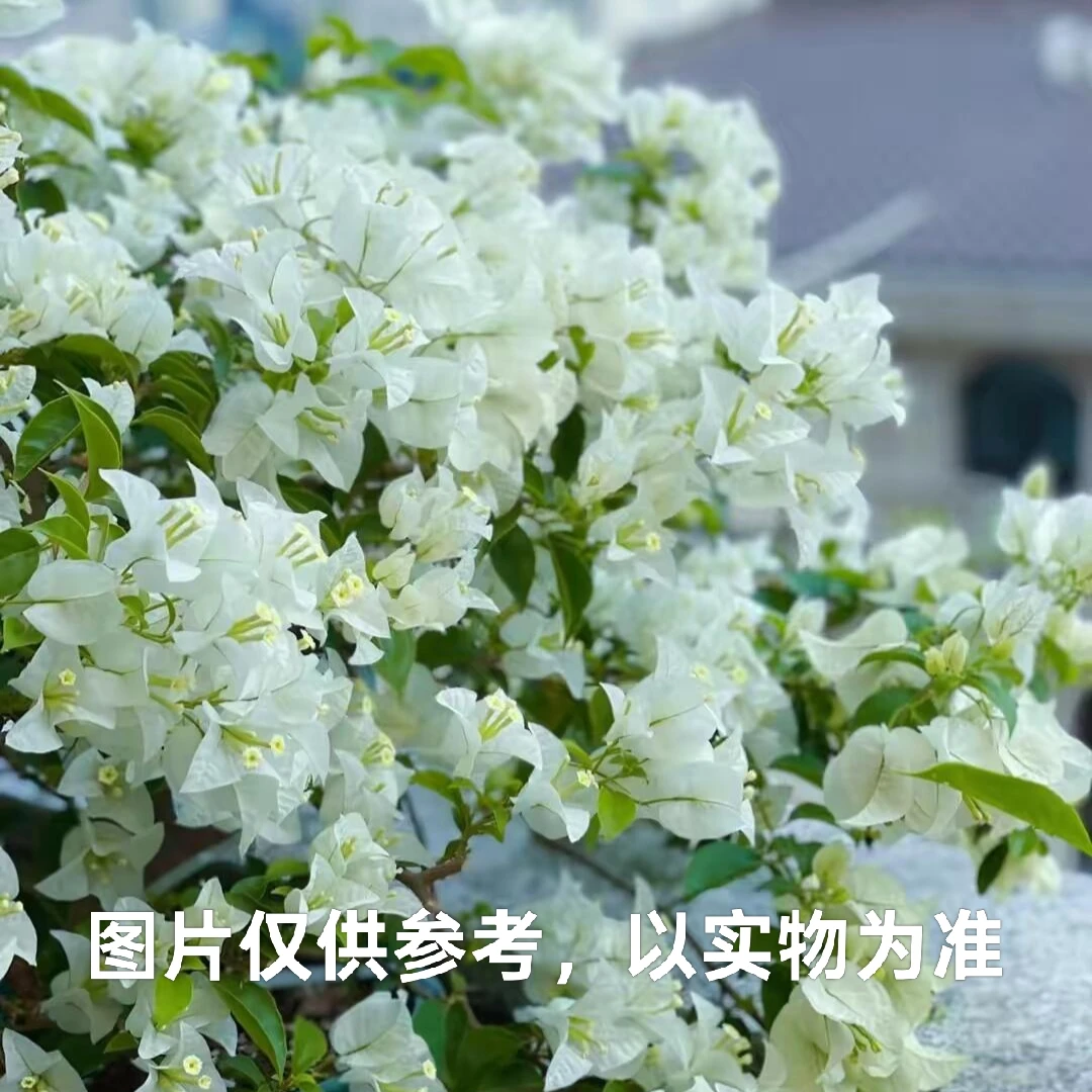 【白雪公主】三角梅阳台庭院爬藤盆栽勤花四季开花基地直发